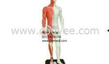 人体模型最新爆料图集,前沿科技与人体奥秘的完美融合